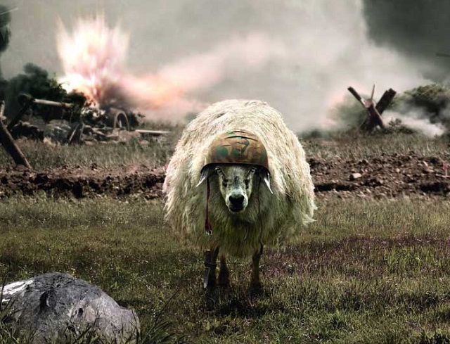 sheep war