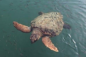 Θαλάσσια χελώνα βόλταρε και εντυπωσίασε στο Κάβο Γκρέκο (ΒΙΝΤΕΟ)
