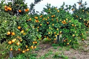 Συναγερμός για «Κίτρινο Δράκο»: Η μεγαλύτερη απειλή για τα εσπεριδοειδή (VID)