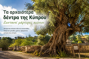 Τα αρχαιότερα δέντρα της Κύπρου – Ζωντανοί μάρτυρες αιώνων