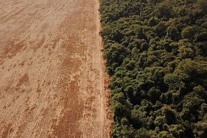Βραζιλία: Ο Αμαζόνιος συρρικνώθηκε κατά μία… Ισπανία