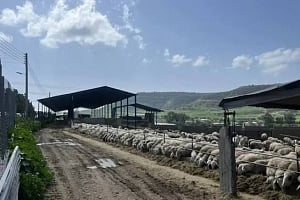Υπουργικό: Νέα μέτρα στήριξης €6,35 εκατ. σε κτηνοτρόφους για αφθώδη