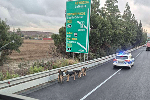 ΒΙΝΤΕΟ: Αγέλη σκύλων στον αυτοκινητόδρομο