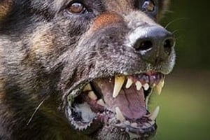 Επίθεση σε 2χρονο κοριτσάκι: Σε περιπέτεια εξελίχθηκε η εκδρομή στους καταρράκτες για την οικογένεια Δεν έφερε λουρί ο σκύλος