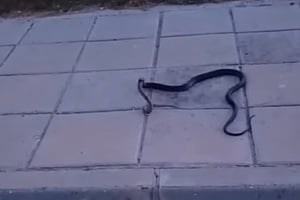 ΒΙΝΤΕΟ: Η στιγμή που ένα θερκό τρέφεται με ένα Δρόπη στην Κύπρο