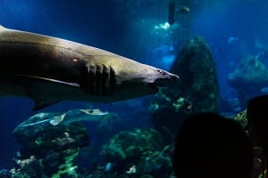 Καρχαρίες ανοιχτά της Βραζιλίας βρέθηκαν θετικοί σε κοκαΐνη