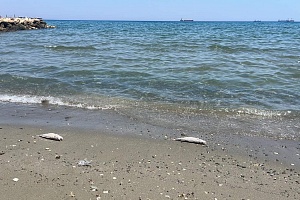 ΕΙΚΟΝΕΣ / ΒΙΝΤΕΟ: Νεκρά ψάρια ξεβράστηκαν σε παραλία της Λάρνακας Θα συνεχίσει να παρατηρείται το φαινόμενο, λέει το Τμ. Αλιείας