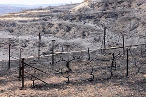 Καταβολή τριών μισθών σε πυρόπληκτους εργαζόμενους αποφάσισε το Υπουργικό