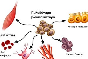 Βλαστοκύτταρα. Τι είναι και που χρησιμοποιούνται