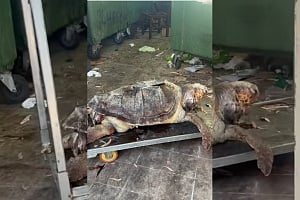 Αποκρουστικό θέαμα: Πέταξαν νεκρή χελώνα στα σκουπίδια (ΒΙΝΤΕΟ)