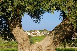 Μια «κρυμμένη» ελιά στην όμορφη Αναφωτία σχηματίζει καρδιά και ενθουσιάζει