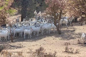 Κατσίκες... δασοπυροσβέστες! Οι «αίγες του Μαχαιρά» και πώς προστατεύουν το όρος από πυρκαγιές