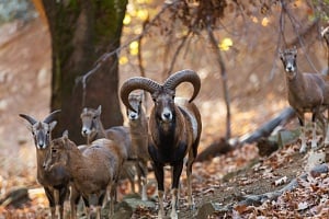 Το αγρινό της Κύπρου ως σύμβολο της άγριας ομορφιάς που επέζησε στον χρόνο