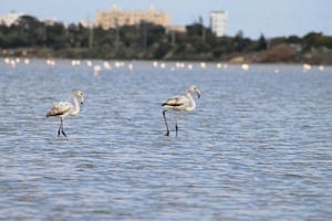 Τα φλαμίνγκο «ξέχασαν» την Κύπρο: Εκπέμπουν SOS οι αρμόδιοι Από χιλιάδες, μόλις 30 στην Αλυκή Ακρωτηρίου