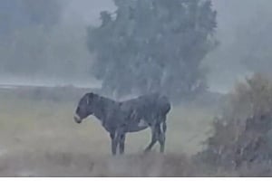 Άφησαν γαϊδουράκι εκτεθειμένο στη δυνατή βροχή - Σωρεία αντιδράσεων (VID)