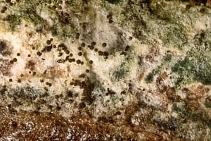 Τι είναι ο Ασπέργιλλος (Aspergillus), πόσο επικίνδυνη είναι η ασπεργίλλωση: Συμπτώματα και αντιμετώπιση