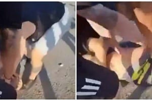 ΒΙΝΤΕΟ: Καρέ καρέ ο άγριος ξυλοδαρμός Ισραηλινού έξω από το ΑΕΚ Αρένα-Μία σύλληψη, έρευνες για τους εμπλεκόμενους