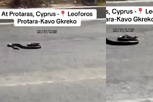ΒΙΝΤΕΟ: Φίδι βολτάρει αμέριμνο στο Κάβο Γκρέκο