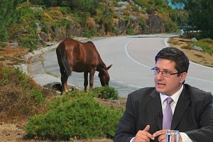 Πόσο... άλογος είναι τελικά ο νόμος για τα άλογα, τα ρούχα και τα χαλιά;