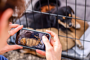 Μικροτσίπ για όλους: Αλλάζουν τα δεδομένα για σκύλους και γάτες