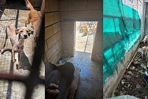 Κηδεμόνες σκύλων: Οι υποχρεώσεις, τα κενά στη νομοθεσία και τι απαγορεύεται