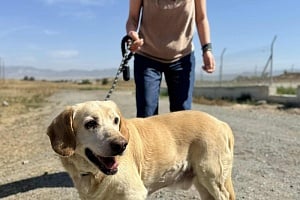 International Homeless Animal Day: Από «homeless», σε σπίτια γεμάτα αγάπη