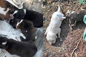 ΒΙΝΤΕΟ: Έκκληση για νεογέννητα σκυλάκια που βρέθηκαν πεταμένα στο φράγμα