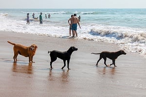 ΠΑΡΑΛΙΕΣ ΓΙΑ ΣΚΥΛΟΥΣ ΣΤΗΝ ΚΥΠΡΟ: Οι εγκεκριμένες ακτές για βουτιές με τον καλύτερό σας φίλο