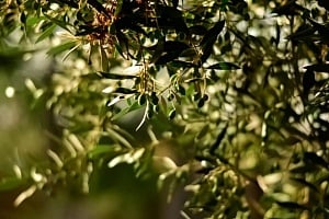 Η Γιορτή της Ελιάς – Μια Βραδιά Αφιερωμένη στην Παράδοση και τη Γεύση!