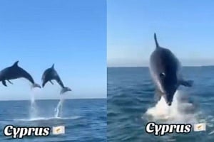 ΒΙΝΤΕΟ: Δελφίνια «χορεύουν» σε απόσταση αναπνοής από κωπηλάτες στο Λατσί