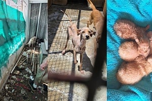 «Σκελετωμένα και με όγκους»: Υπόθεση σοκ με δεκάδες σκύλους σε οικία ηλικιωμένης στη Λεμεσό (ΦΩΤΟ)