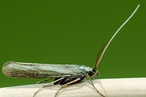 Kissing Bugs: Τα έντομα που «φιλούν» και φέρνουν θάνατο εξαπλώνονται στις ΗΠΑ