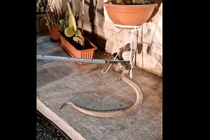 Φίδι έκανε... νυχτερινή επίσκεψη σε αυλή στην Κύπρο (ΒΙΝΤΕΟ)