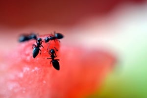 Έχεις μυρμήγκια στο σπίτι; - Έτσι θα εξαλείψεις το πρόβλημα