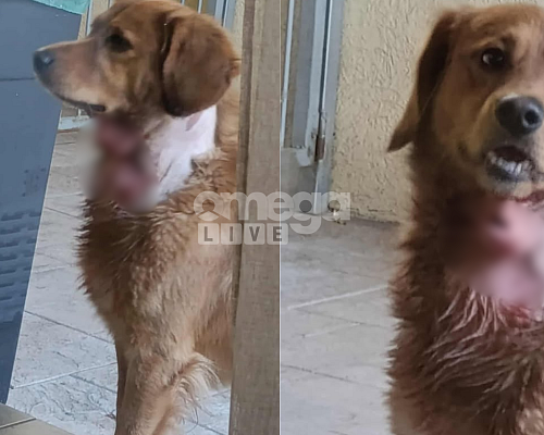 Άγρια επίθεση σκύλου σε άλλο σκύλο / Συγκλονισμένη η ιδιοκτήτρια «Ούρλιαζα, έπαθα νευρικό κλονισμό» (ΠΡΟΣΟΧΗ Σκληρές εικονες) Άγρια επίθεση σκύλου σε άλλο σκύλο / Συγκλονισμένη η ιδιοκτήτρια «Ούρλιαζα, έπαθα νευρικό κλονισμό» (ΠΡΟΣΟΧΗ Σκληρές εικονες)