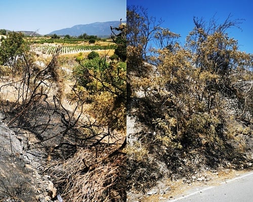 «Ξέρω πολύ καλά τι είδα»: Διαψεύδει την Πυροσβεστική για τα αίτια της πυρκαγιάς στο Όμοδος ο Κοινοτάρχης (ΦΩΤΟ)