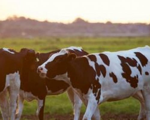 Καθησυχάζουν οι Κτηνιατρικές Υπηρεσίες για τον αφθώδη πυρετό-«Δεν μεταδίδεται στον άνθρωπο»