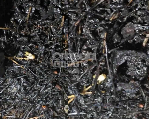 Κτύπησαν ξανά οι εμπρηστές Ανεγκέφαλοι φαίνεται να προσπάθησαν να κάψουν το δάσος Τροόδους μέσα στο σκοτάδι (ΕΙΚΟΝΑ)