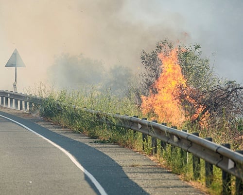 Πληροφορίες για 50 απανθρακωμένα ζώα–«Στην περιοχή υπάρχουν 15χιλ αιγοπρόβατα»