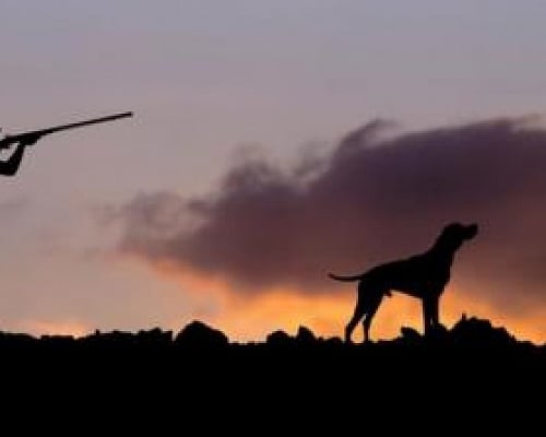 Κυνηγετική εξόρμηση με 36 χιλιάδες κυνηγούς-Πτωτική τάση λόγω τρόπου ζωής και μειωμένο θήραμα