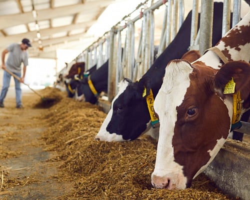 Αφθώδης πυρετός: Αυτοψία από Ευρωπαίους εμπειρογνώμονες στα κατεχόμενα