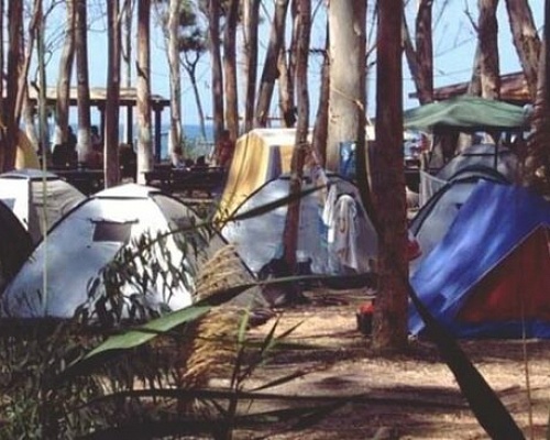 «Θυμίζει αποκεφαλισμό» το βαθύ κλάδεμα ευκαλύπτων στο κάμπινγκ Πόλης Χρυσοχούς decoding=async